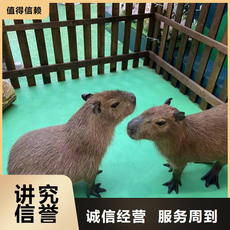 飼養(yǎng)員_按需定制