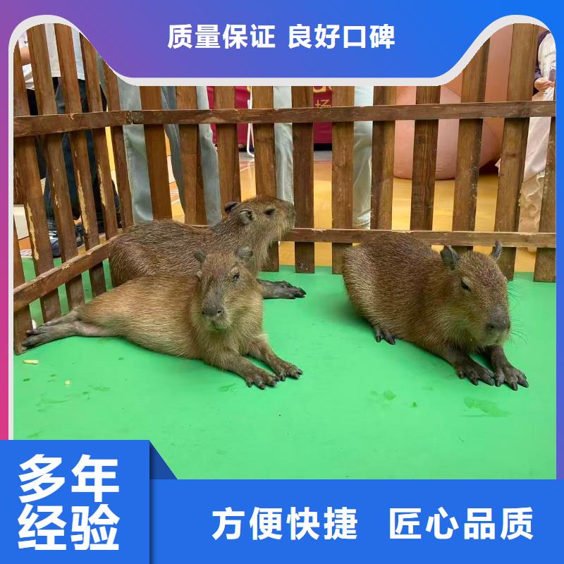 批發(fā)策劃的公司