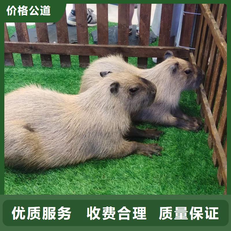 庫(kù)存充足的飼養(yǎng)員經(jīng)銷(xiāo)商