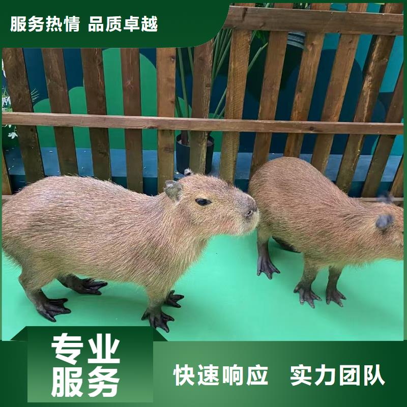 庫(kù)存充足的飼養(yǎng)員經(jīng)銷(xiāo)商