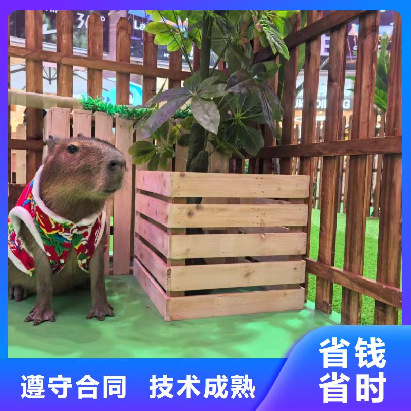 水豚出租常規(guī)貨源充足