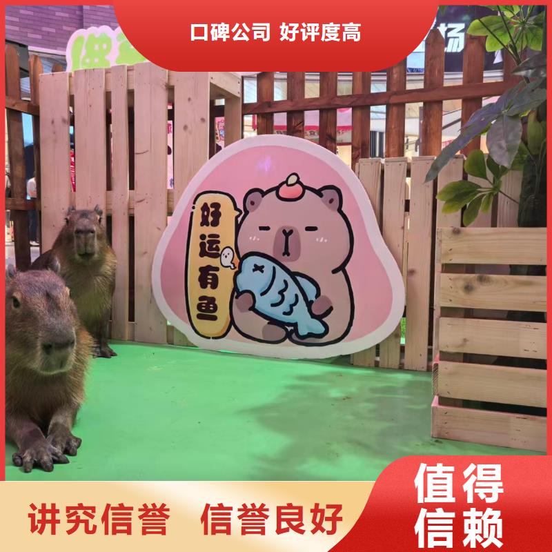 水豚出租常規(guī)貨源充足