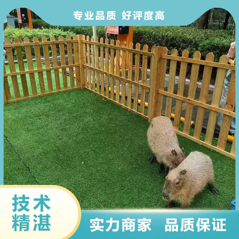 水豚出租常規(guī)貨源充足