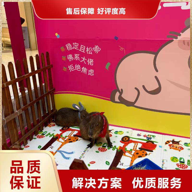 水豚出租常規(guī)貨源充足