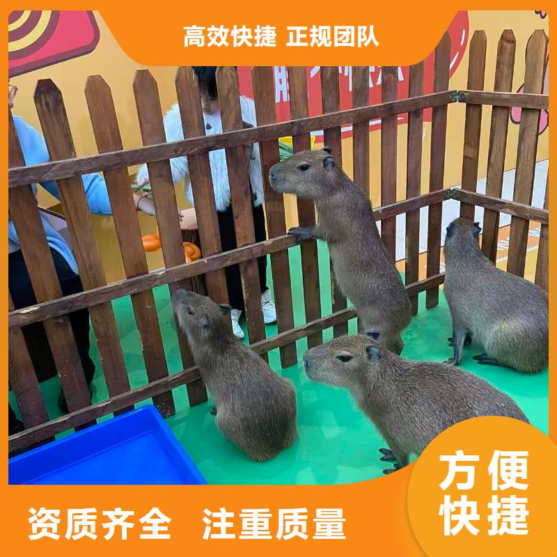 水豚出租常規(guī)貨源充足