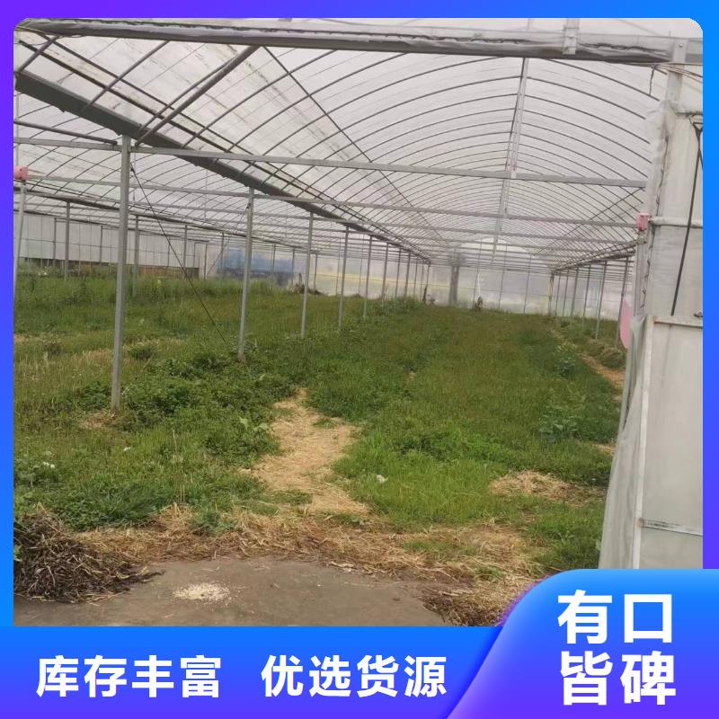 苍溪县养殖大棚椭圆管工厂直销