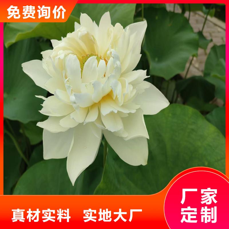 荷花苗重瓣荷花苗檢驗(yàn)發(fā)貨