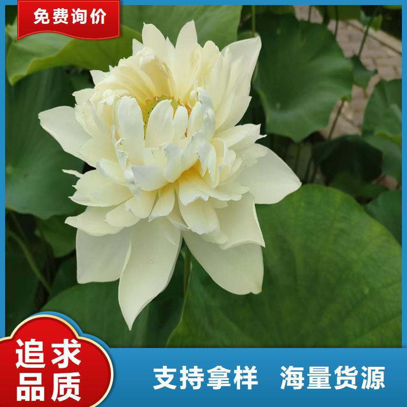 荷花苗定制服務廠家價格優(yōu)惠