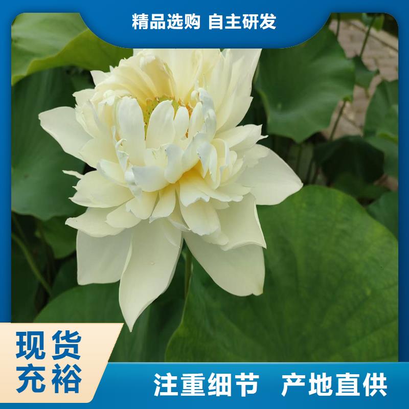 荷花苗批發(fā)廠家制造生產(chǎn)