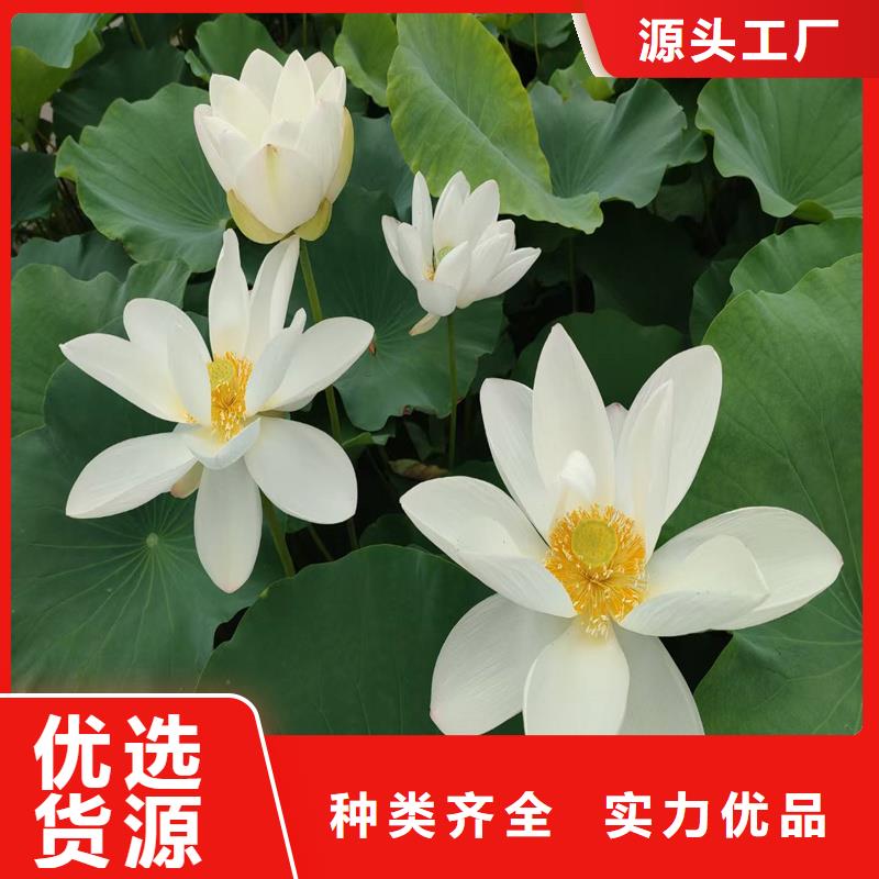 專業(yè)銷售微型荷花苗-大型廠家