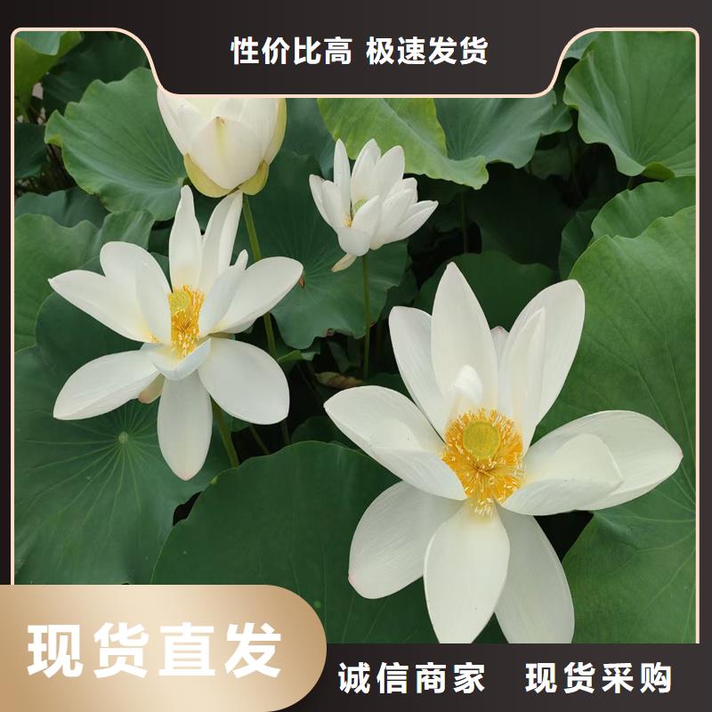 深水荷花苗物超所值
