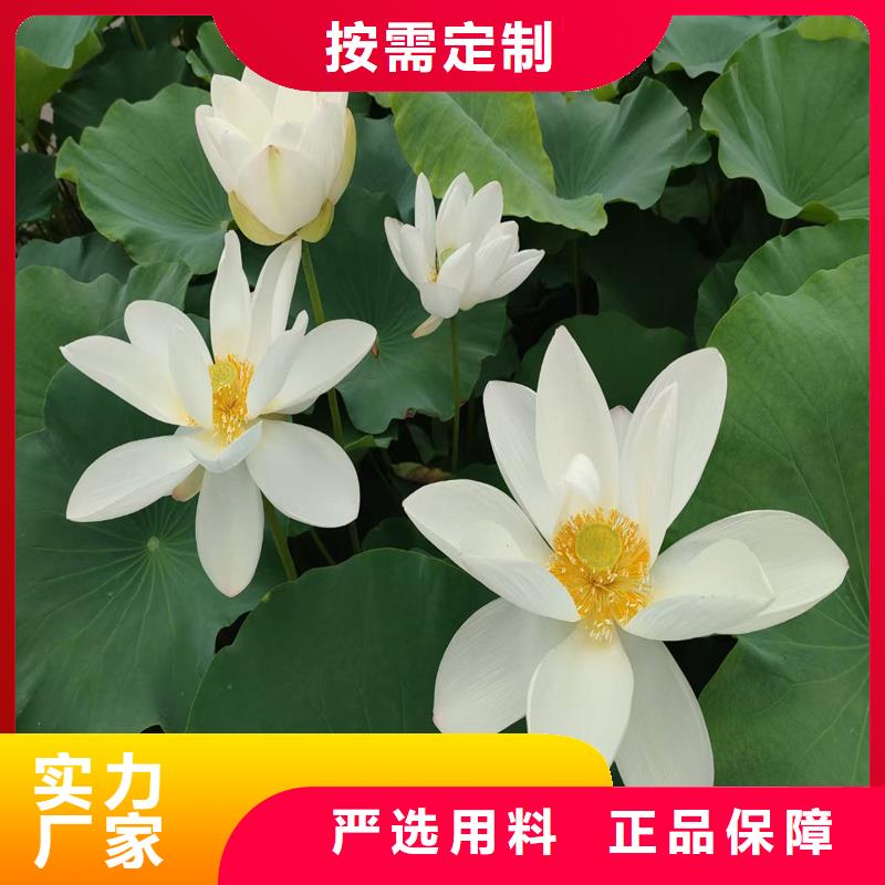 2025發(fā)貨快速#荷花苗長期合作#實體廠家