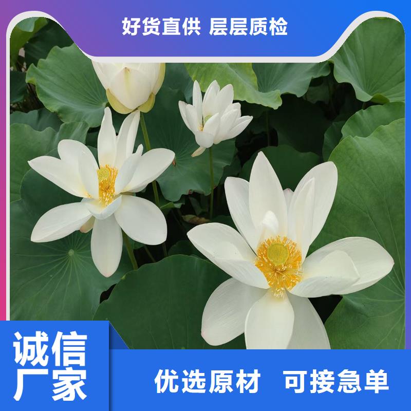 質(zhì)量?jī)?yōu)的經(jīng)濟(jì)型荷花苗現(xiàn)貨廠家