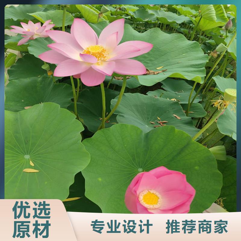 專業(yè)銷售微型荷花苗-大型廠家
