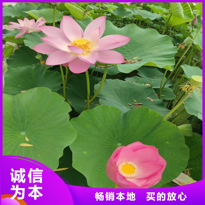 2025發(fā)貨快速#荷花苗長(zhǎng)期合作#實(shí)體廠家