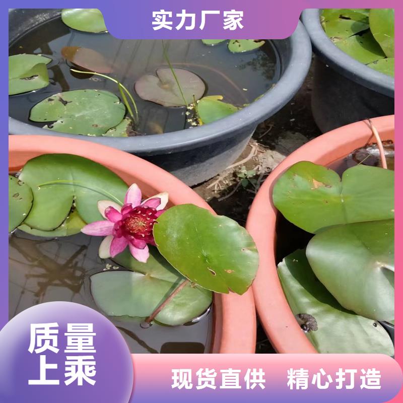專業(yè)銷售微型荷花苗-大型廠家