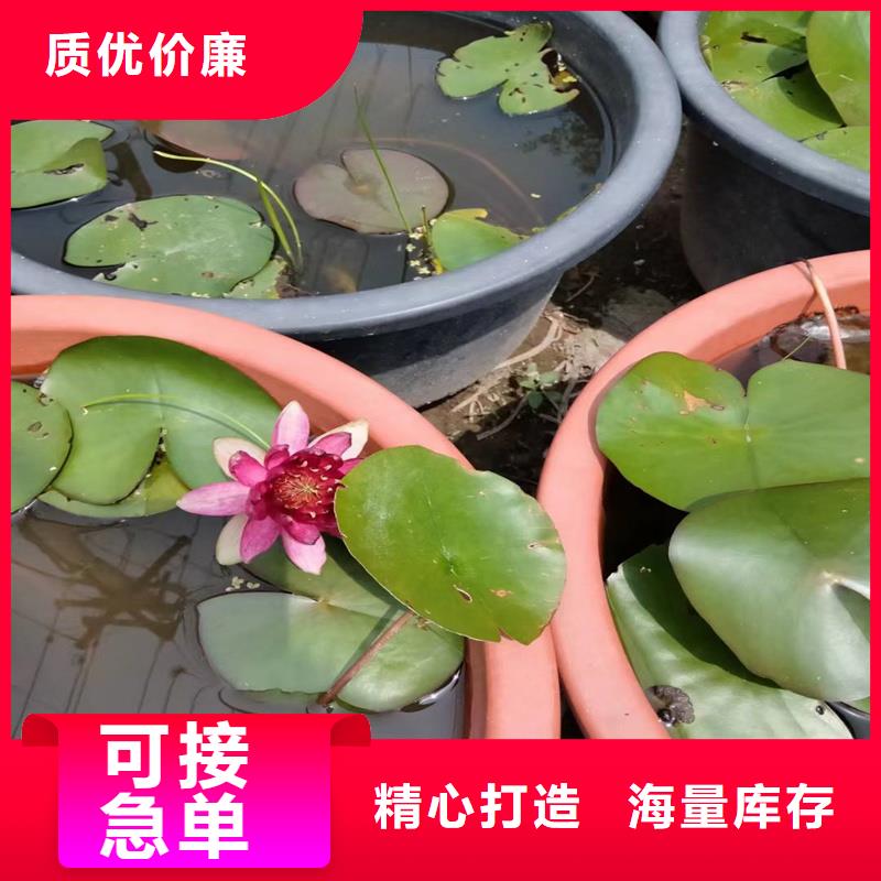 荷花苗荷花來圖定制