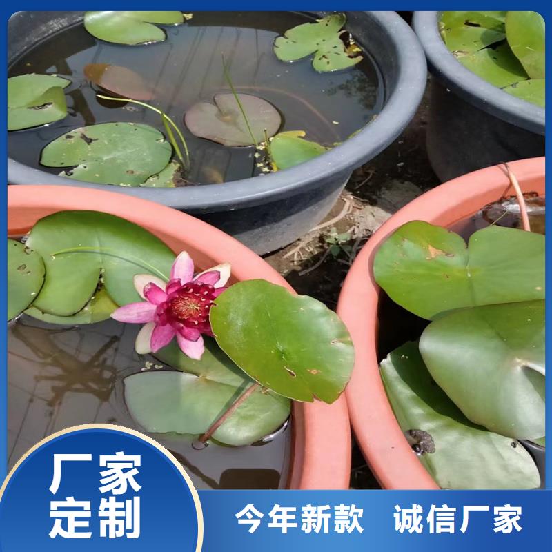 荷花苗,重瓣荷花苗嚴(yán)謹(jǐn)工藝