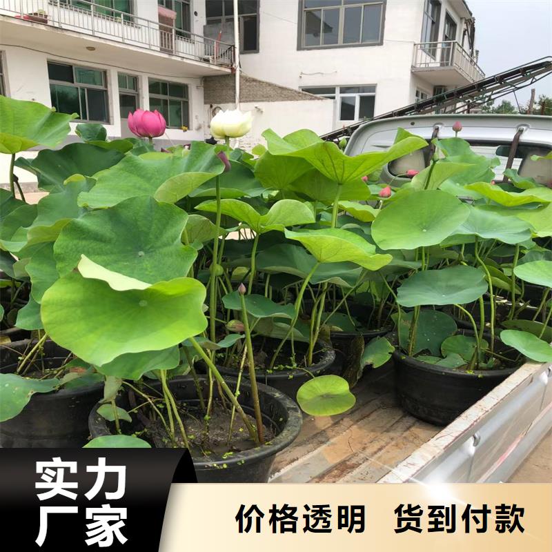 大型荷花苗多規(guī)格可選擇