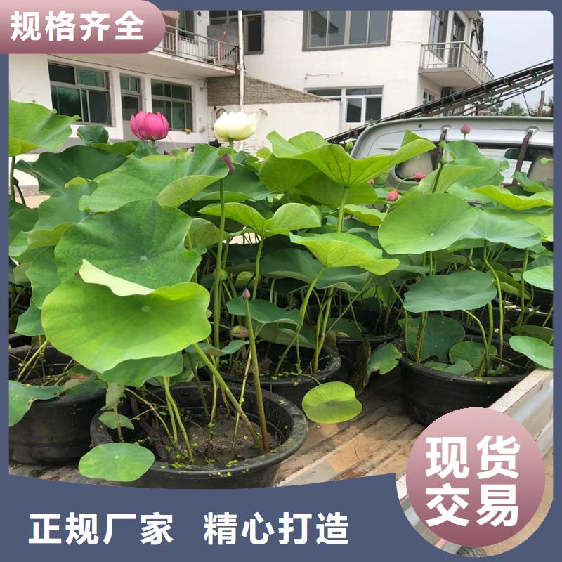甄選:初夏荷花苗生產(chǎn)廠家