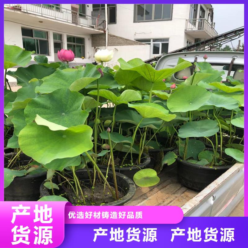 荷花苗,白色荷花苗好產(chǎn)品價格低