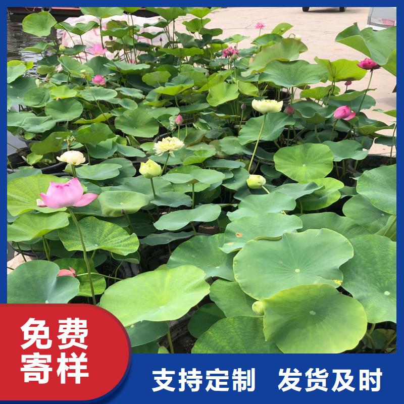 批發(fā)食用荷花苗_誠(chéng)信企業(yè)