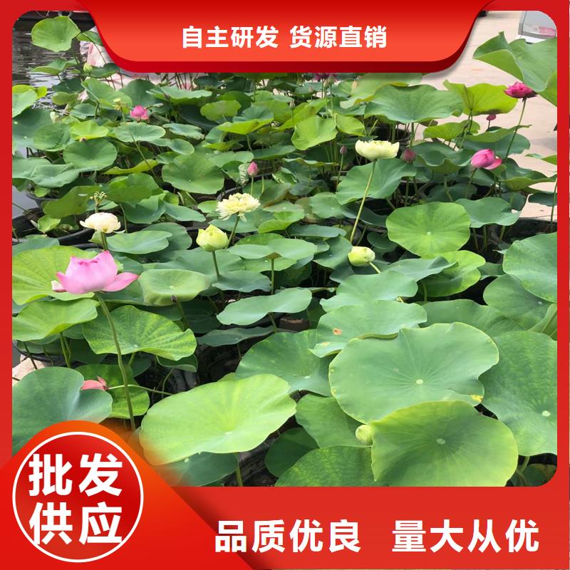 荷花苗城市水景企業(yè)-經(jīng)營豐富