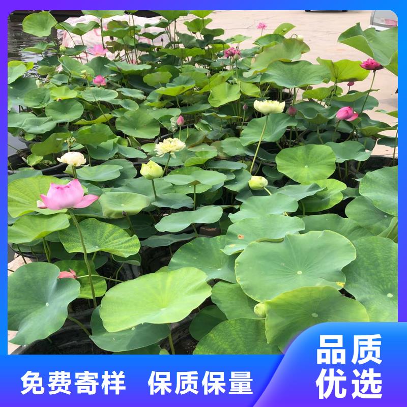 荷花苗,重瓣荷花苗嚴(yán)謹(jǐn)工藝