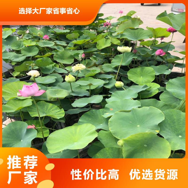 專注根系發(fā)達(dá)荷花苗銷售