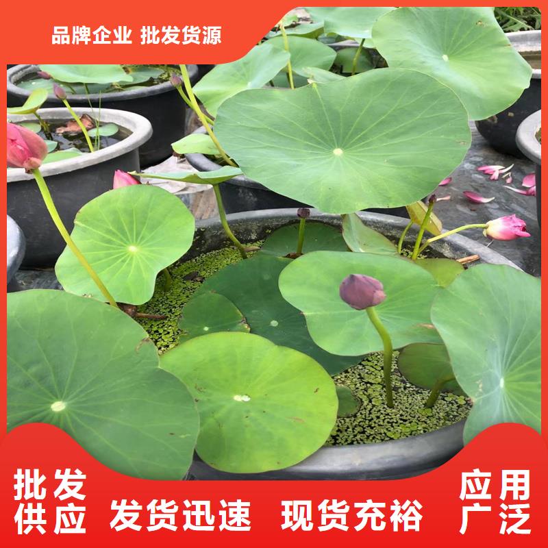 荷花苗精品荷花苗分類和特點