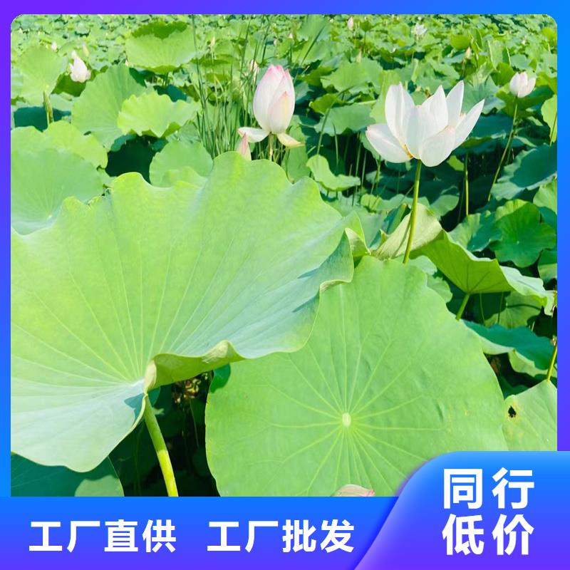 專注根系發(fā)達(dá)荷花苗銷售