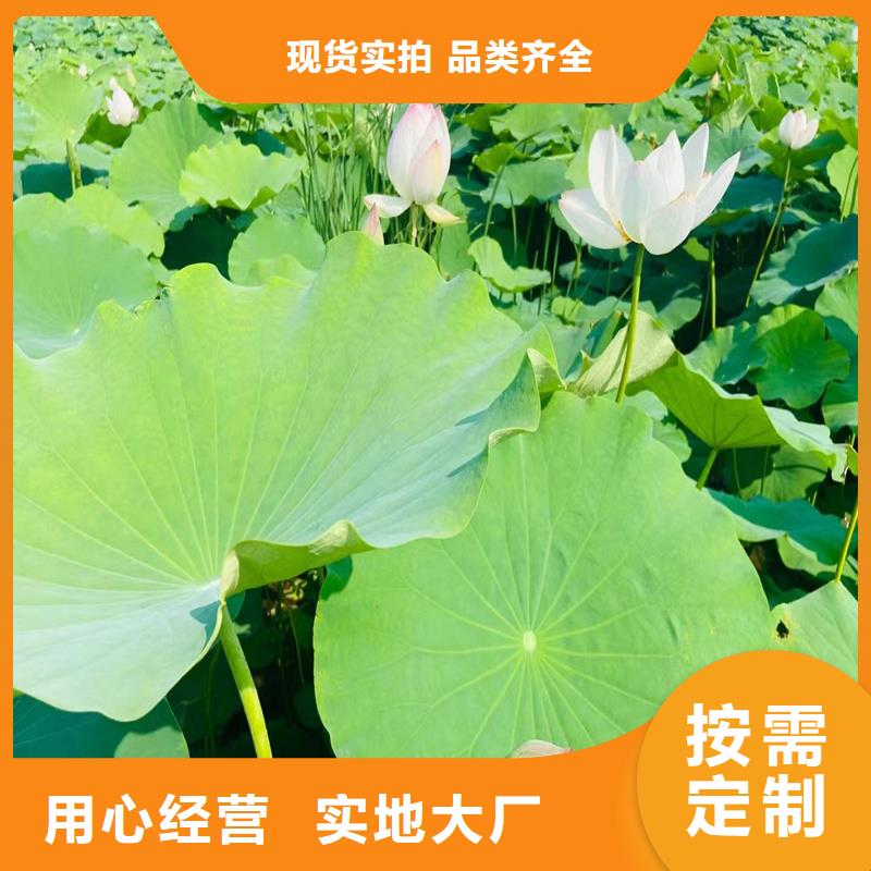 耐寒荷花苗批發(fā)-制作精良