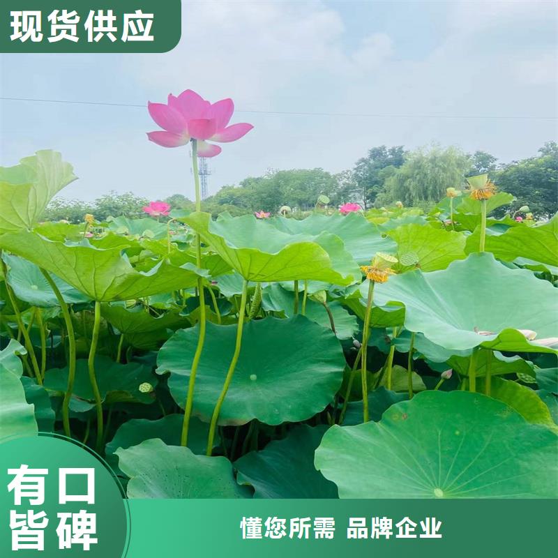 有現(xiàn)貨的色系全荷花苗銷售廠家