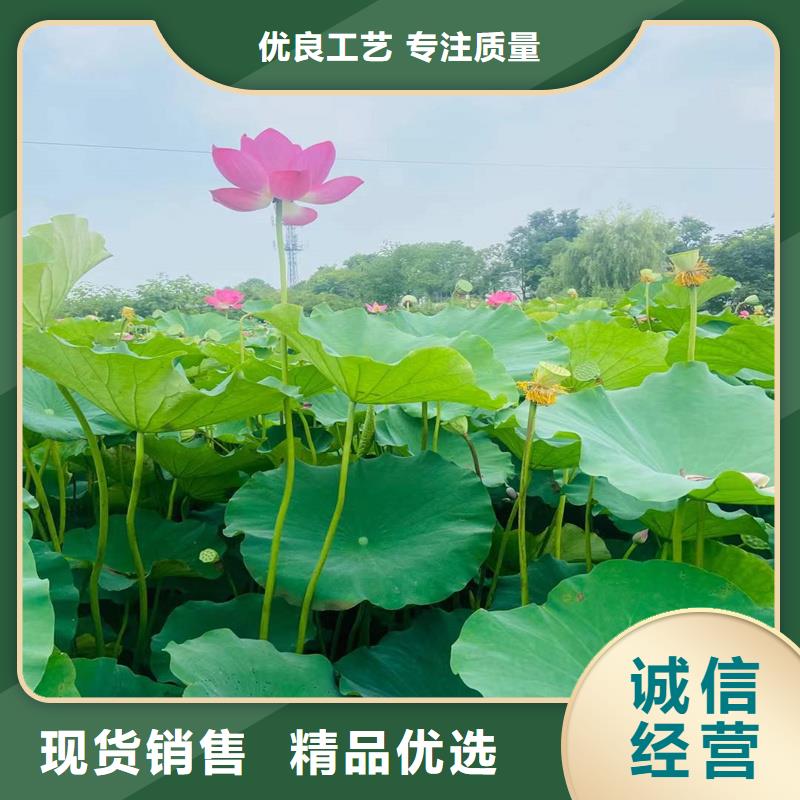 荷花苗零售貨源穩(wěn)定