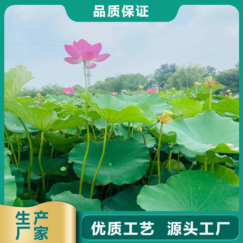 深水荷花苗物超所值