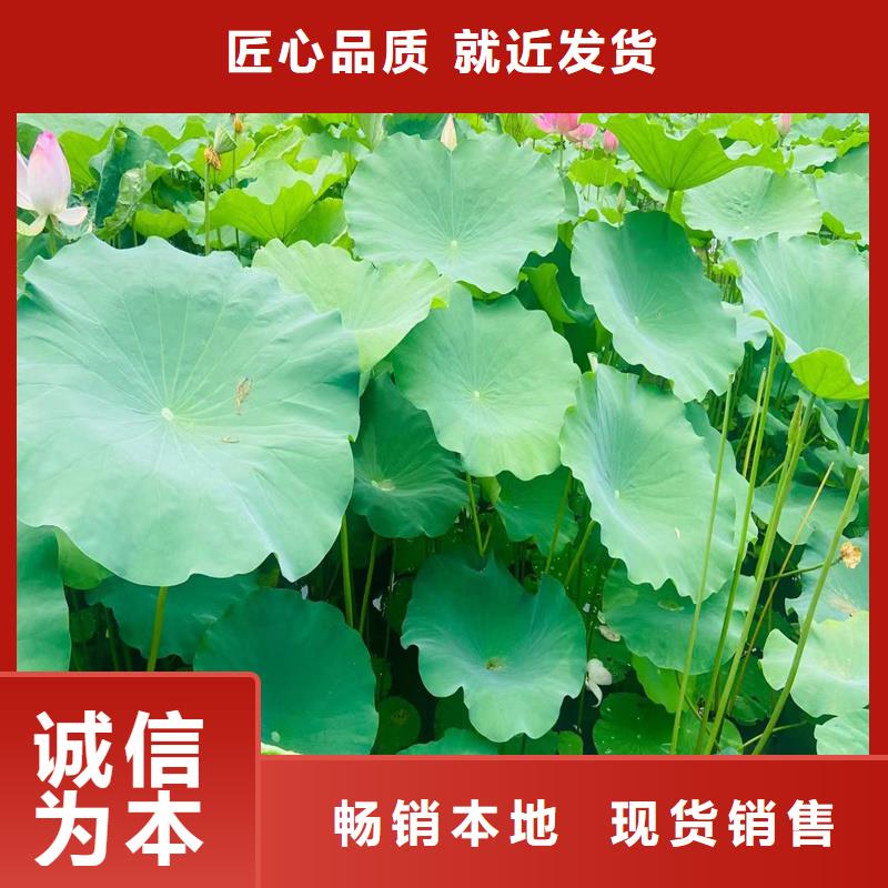 荷花苗零售備貨充足