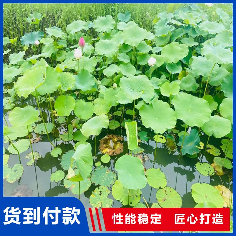 荷花苗精品荷花苗優(yōu)良工藝