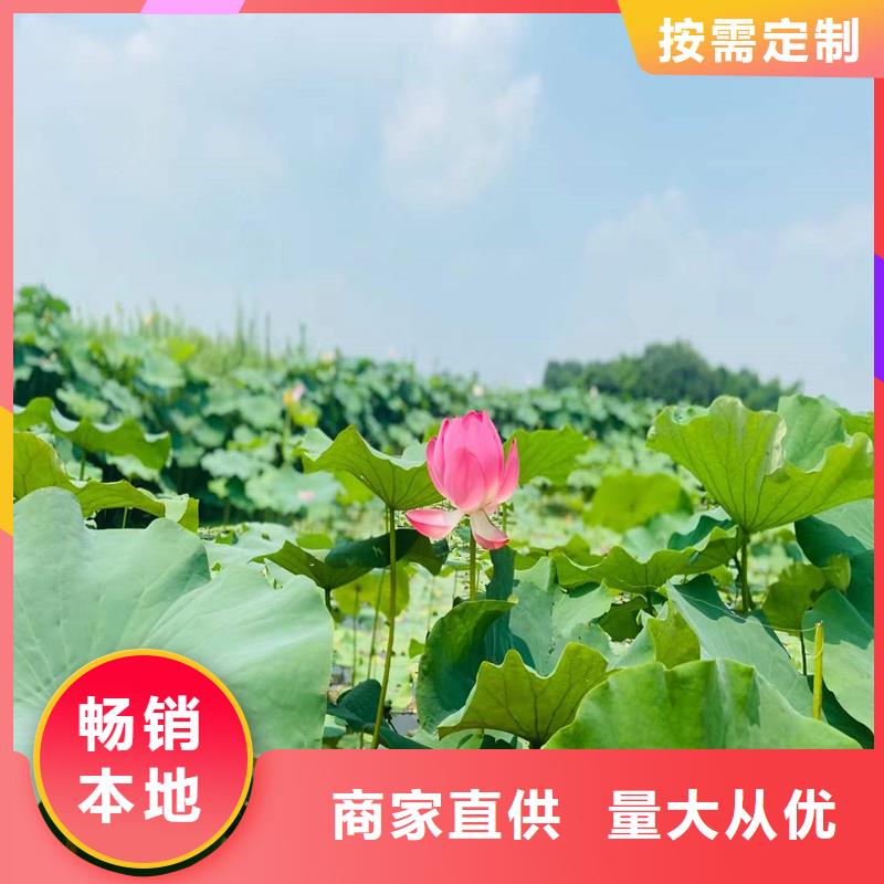 荷花苗,荷花種苗適用范圍廣