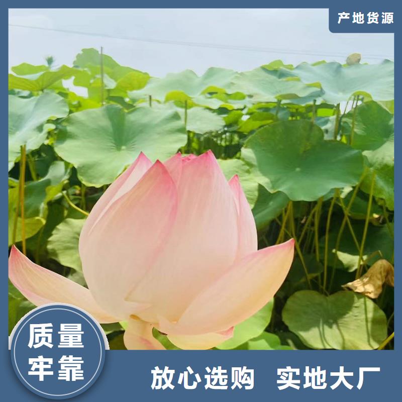 荷花苗藕苗價格低