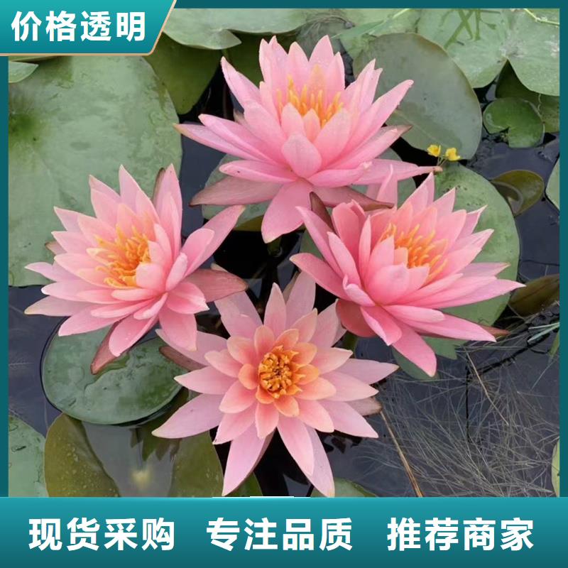 生產(chǎn)微型荷花苗廠家-可定制