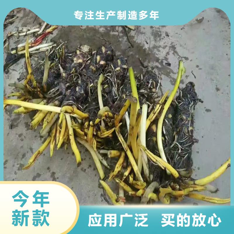 生產(chǎn)微型荷花苗廠家-可定制