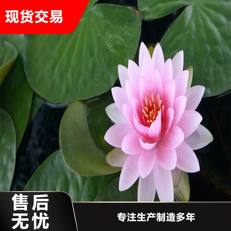 荷花苗-觀賞荷花苗好廠家有擔(dān)當(dāng)