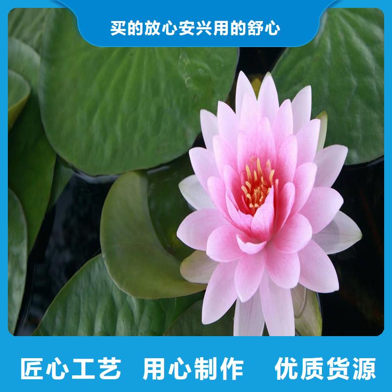 荷花苗城市水景企業(yè)-經(jīng)營豐富