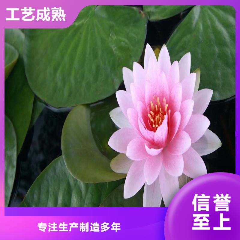 荷花苗觀賞荷花苗廠家直銷省心省錢