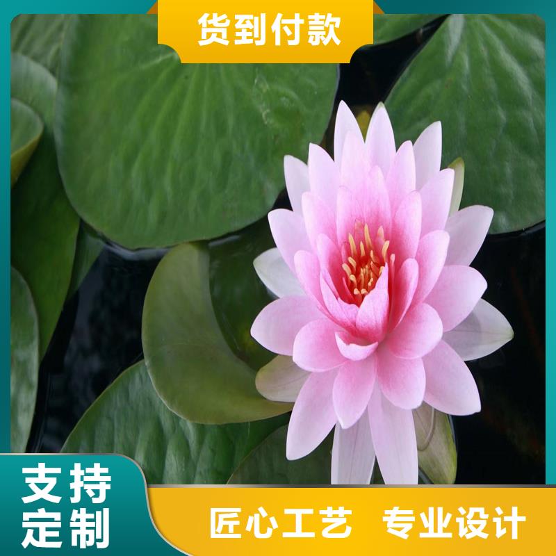 有現(xiàn)貨的色系全荷花苗銷售廠家