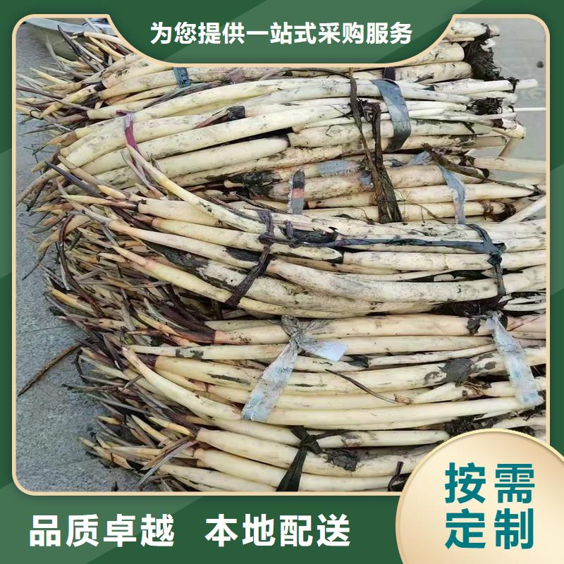 批發(fā)價(jià)荷花苗全國包郵