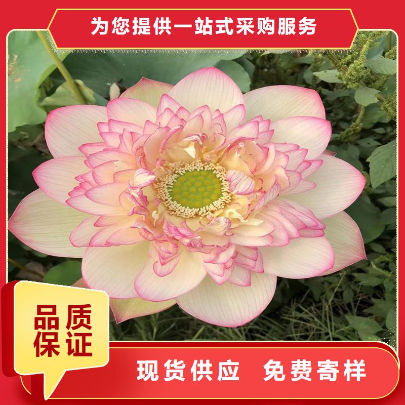 【圖】精品荷花苗廠家批發(fā)