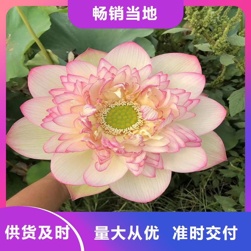 荷花苗定制服務(wù)廠家價(jià)格優(yōu)惠