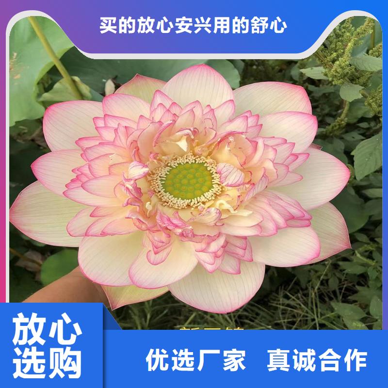 【圖】精品荷花苗廠家批發(fā)