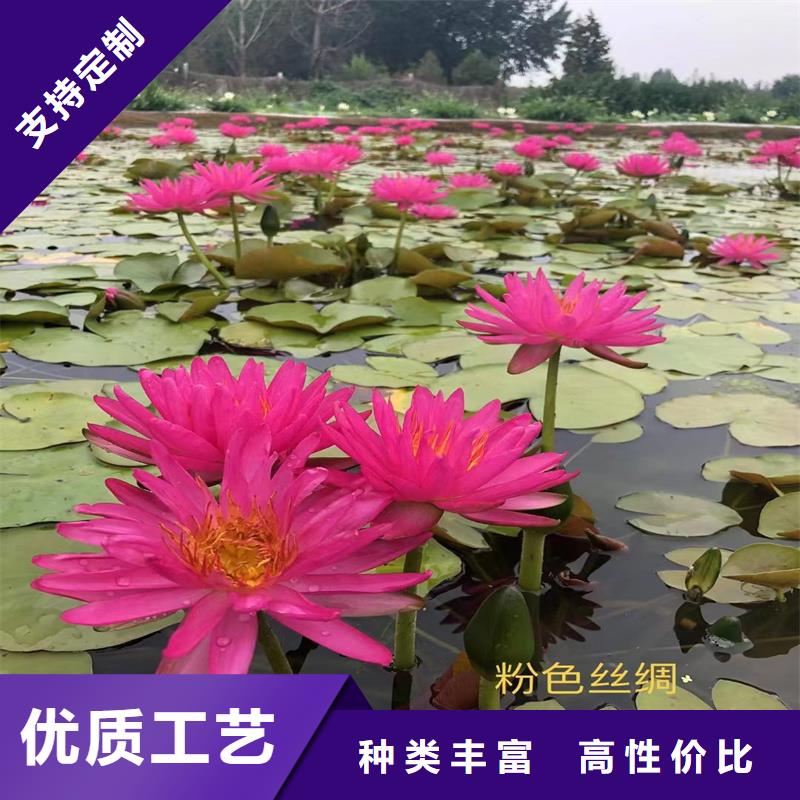 有現(xiàn)貨的全年荷花苗供貨商